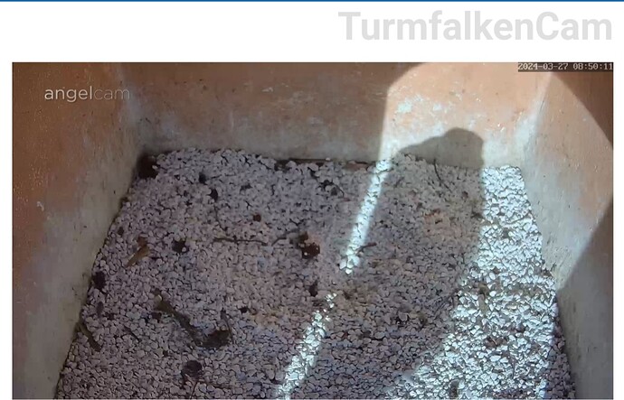 Screenshot_20240327_075034_Samsung Internet