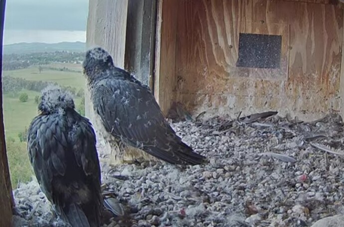 Screenshot_20241112_064003_Chrome