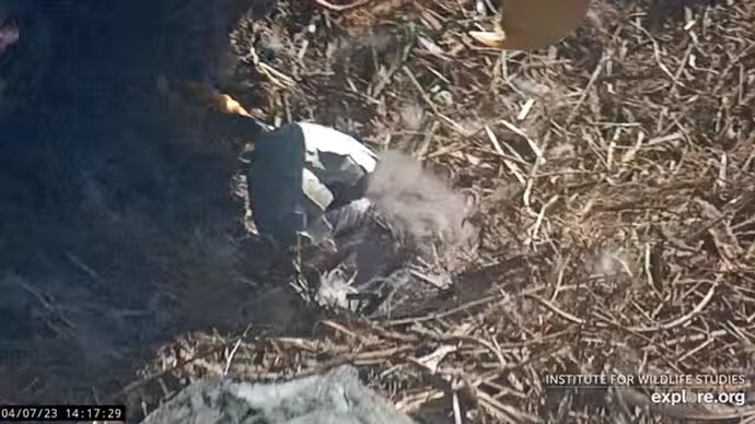 thca_230307_hatchling