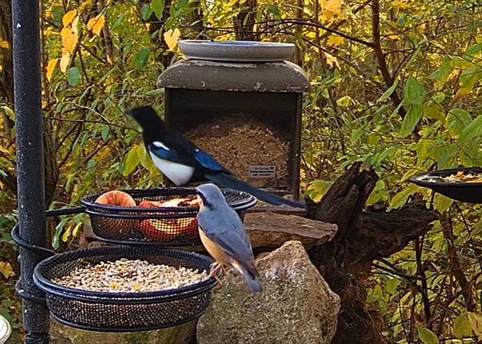 Elster und Kleiber 31.10.25