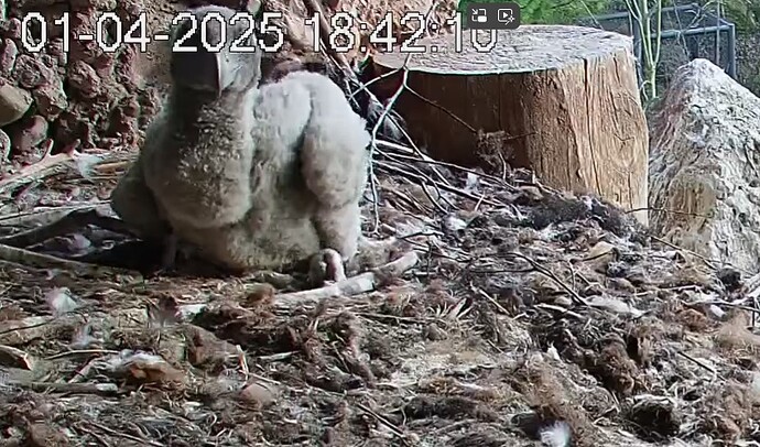 Voller Kropf 01.04.25