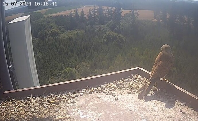 Screenshot_20240715-111516_Chrome