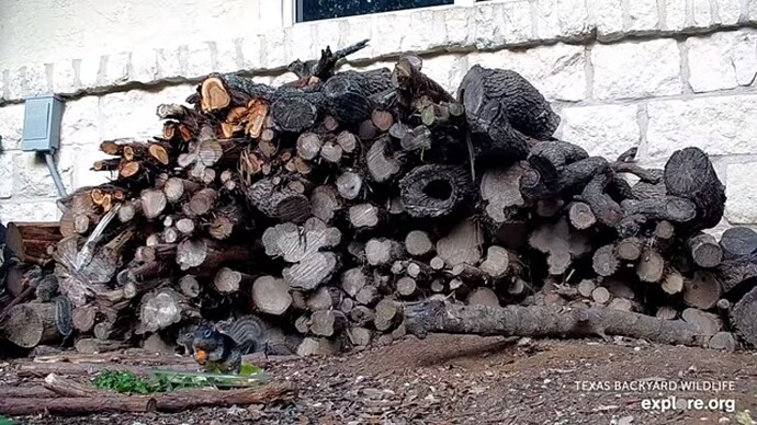 txb_230527_squirrels