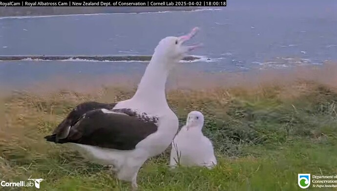 Screenshot_2025-04-02-16-25-59-154_com.google.android.youtube