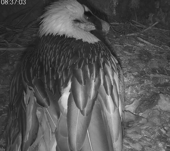 Im Traumland gut behütet 23.03.24