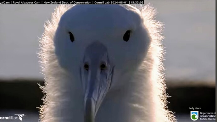 Screenshot_2024-08-02-06-56-02-789_com.google.android.youtube