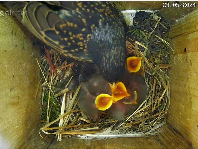 Screenshot_20240529-081251_Chrome