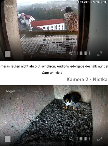 Screenshot_20241003-073956~2