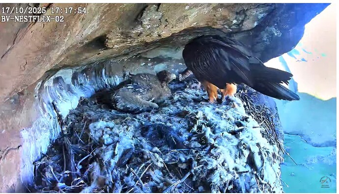 Screenshot 2025-10-17 173424