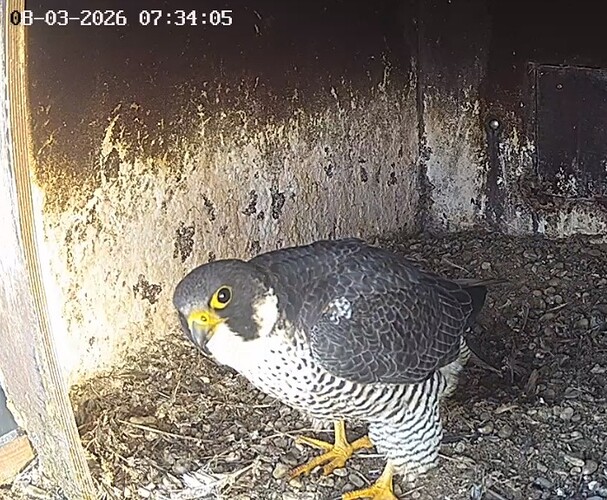 Screenshot_20260308_073954_Chrome