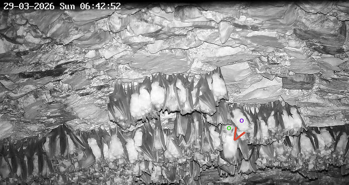 2026-03-29_1 abfliegende Hufi