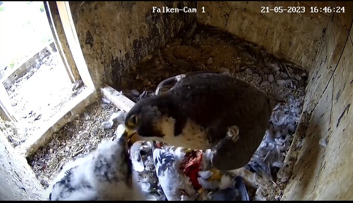 Screenshot_20230521_164643_Chrome