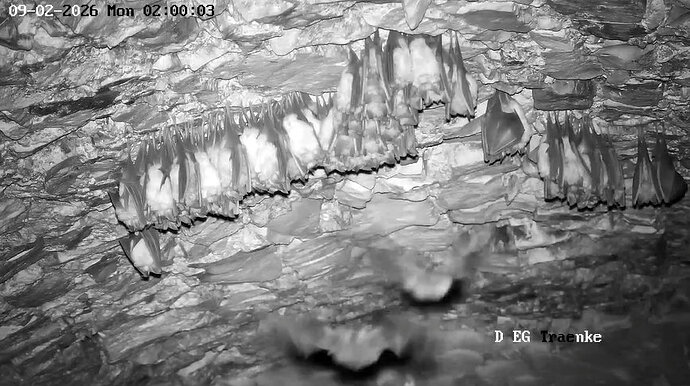 2026-02-9_2 ab 02.00  zwei Langohren