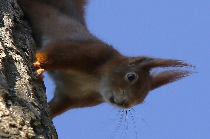 Eichhörnchen im Hain 2a