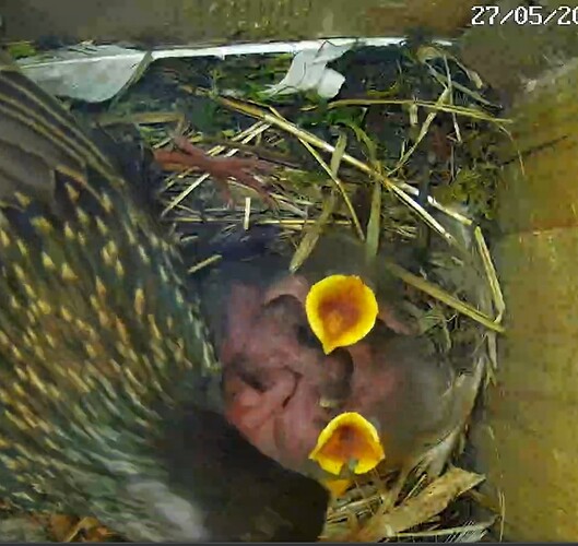 Screenshot_20240527-091104_Chrome