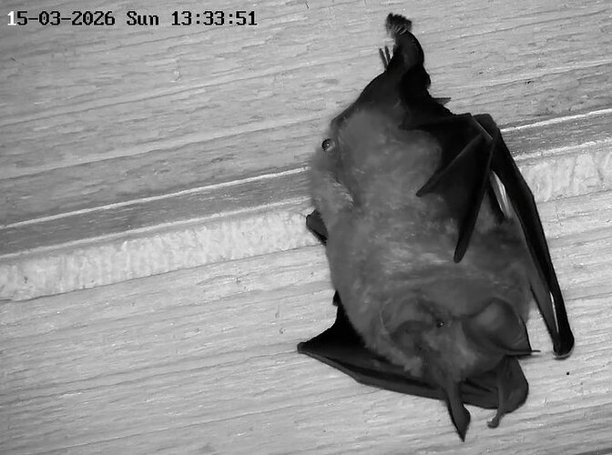 2026-03-15_3 pinkelnde Hufi