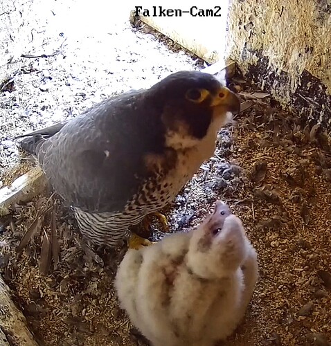 Screenshot_20230511-065057-01