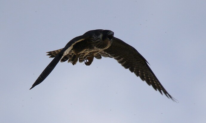 Nummer 3 Flug 2a