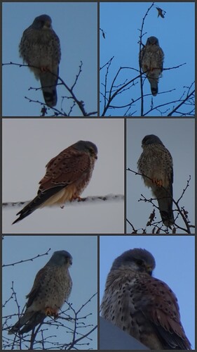Collage_2022-12-11_17_55_47