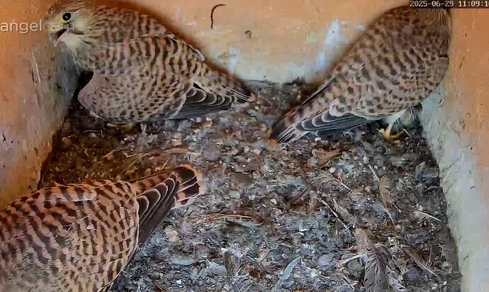 Screenshot_2025-06-29-11-09-28-320_com.android.chrome