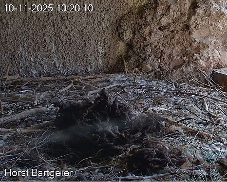 Snap_2025.11.10_10h21m16s_004_