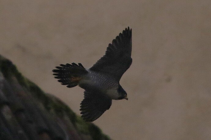 Falco Sonntag 10a