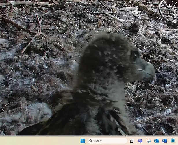 Barti schaut hinter Mascha her 01.05.25