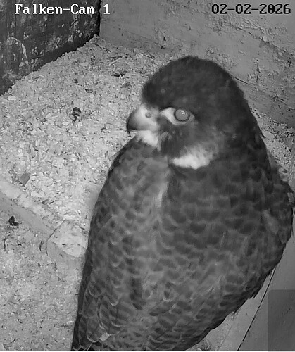 Screenshot_2026-02-02-17-47-20-814_com.android.chrome