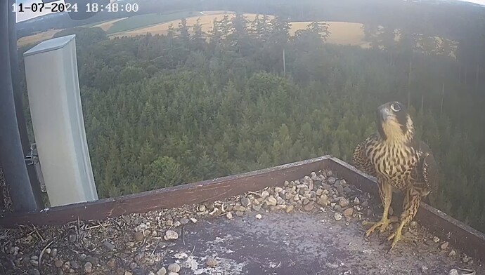 Screenshot_20240711_194631_Chrome