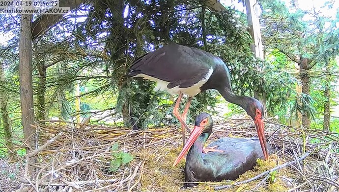 Screenshot_2024-04-19-08-19-13-099_com.google.android.youtube