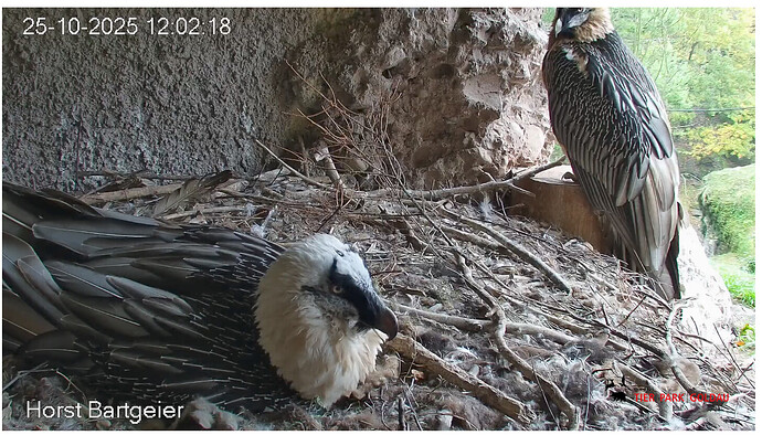 Screenshot_20251025-120328~2