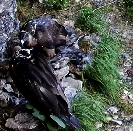 Screenshot_20250617-120729_Chrome