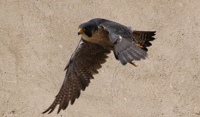 Falco Ostseite 8