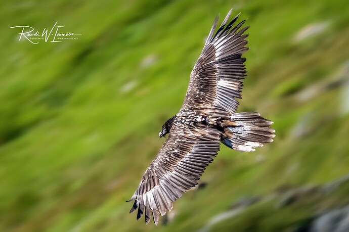 thumbnail_Bartgeier juvenil Flug gross Lucendro von seitlich oben_DSC2674-HG-Smart-Signet