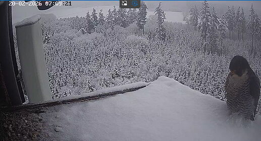 Snap_2026.02.20_07h08m58s_004_