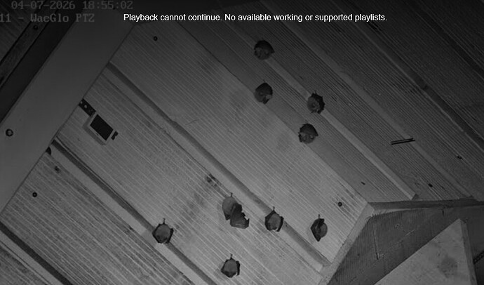 Screenshot 2026-07-04 at 18-57-29 Webcam Kleine Hufeisennase im Banzerhaus (Waischenfeld) - LBV
