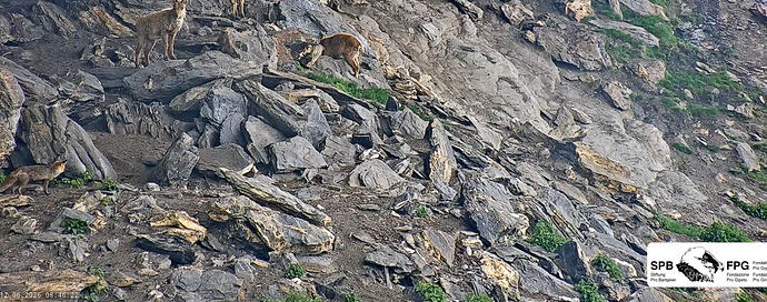 Besuch v Fuchs 12.06.26
