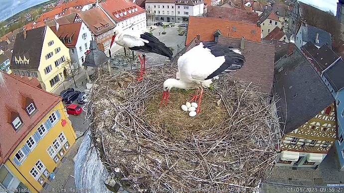 2023-04-24 10_06_25-Storchencam _ Storchennest-Hoechstadt.de und 6 weitere Seiten - Persönlich – Mic