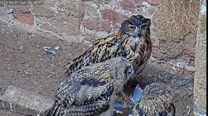 Screenshot_20250601_080528_Edge