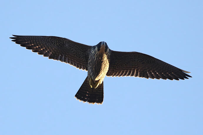 Jungfalke abends 4a