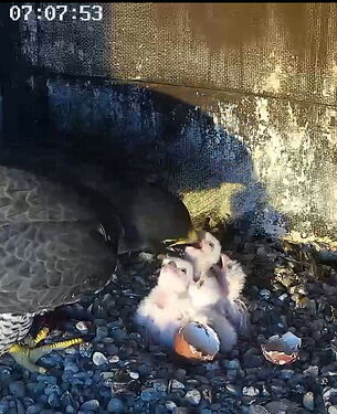 Snap_2024.04.05_07h08m21s_004_