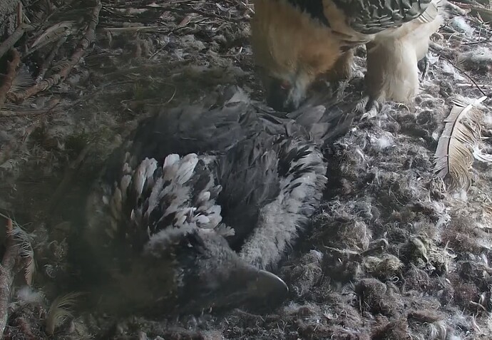 Mascha schaut nach 03.05.24