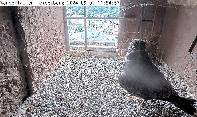 Screenshot_2024-09-02-11-52-17-050_com.android.chrome