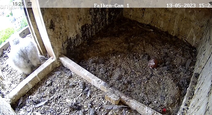 Screenshot_20230513-152546~2