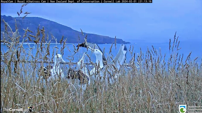 Screenshot_2024-02-01-10-44-09-044_com.google.android.youtube