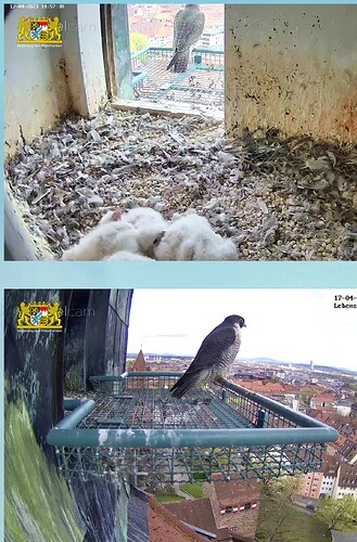 Screenshot_20230417-145803~2