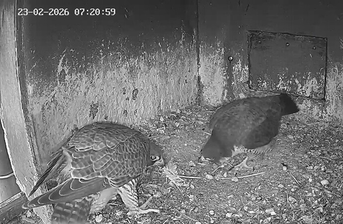 Screenshot_20260223_071437_Chrome