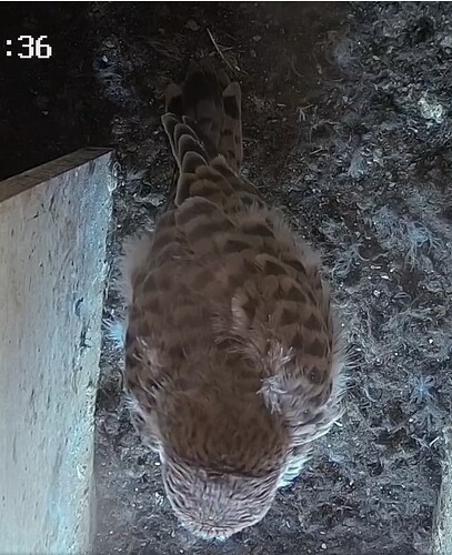 Screenshot_20240518-121455_Chrome