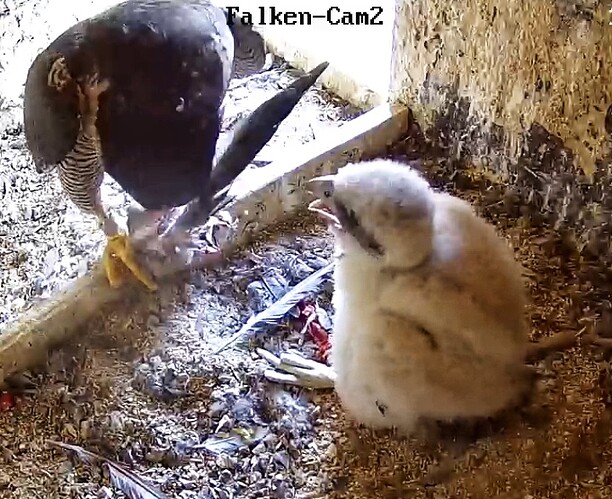 Screenshot_20230514-152736-01