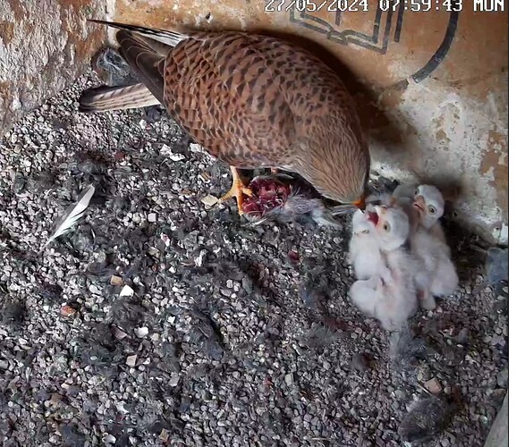 Screenshot_20240527-080008~2